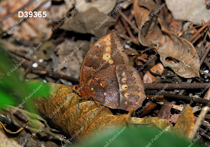 Taygetis mermeria mermeria (Satyrinae, Nymphalidae, Lepidoptera)